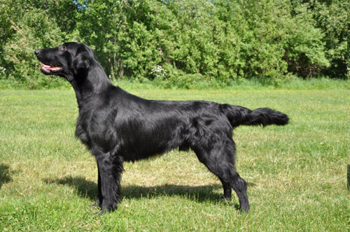 SE U(U)CH Almanza Paparazzi